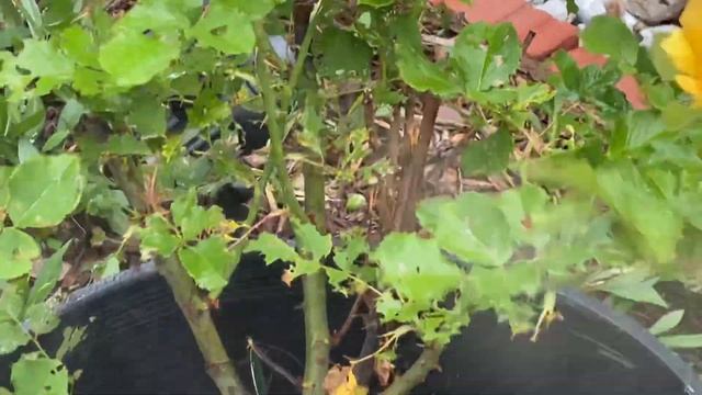 How to Treat Roses with Holes in Leaves смотреть онлайн