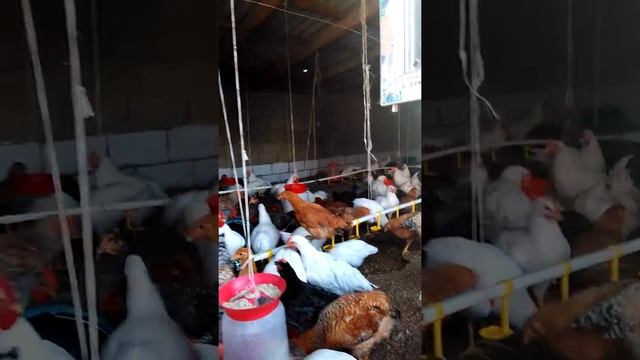 Цыплята Геркулес 2.5 месяца смотреть онлайн