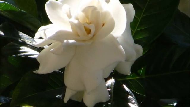 Гардения смотреть онлайн