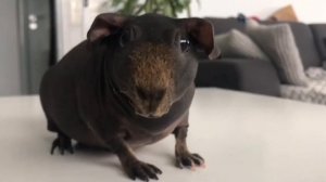 Морская свинка скинни|всё о виде грызуна|СВИНКИ с МОРЯ