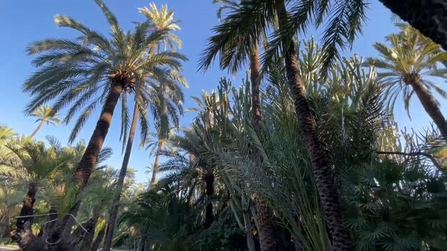 Испания город Эльче. Ну очень красивый парк (2022) #испания смотреть онлайн