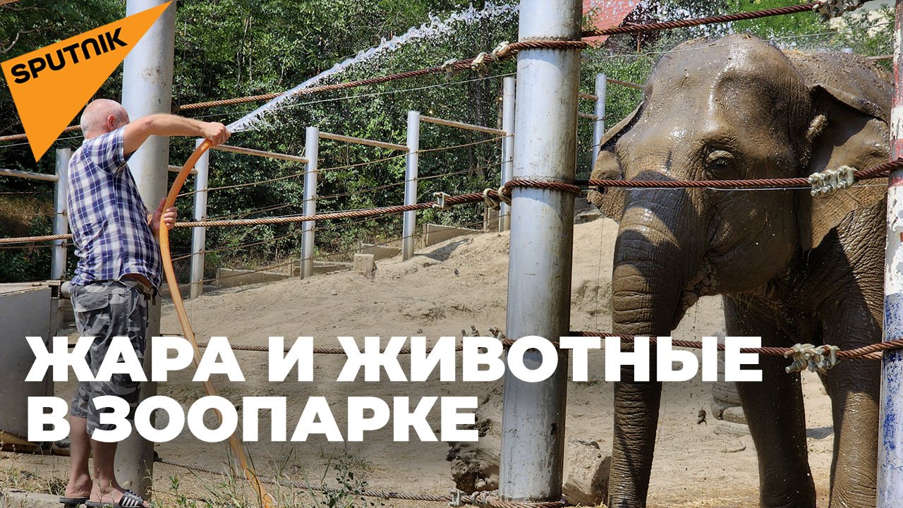 «Душ» и «мороженное»: Как животные в тбилисском зоопарке переносят жару смотреть онлайн