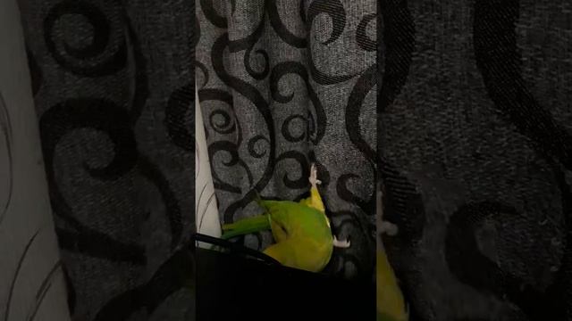 Ожереловый Попугай Кеша сладкоежка. смотреть онлайн
