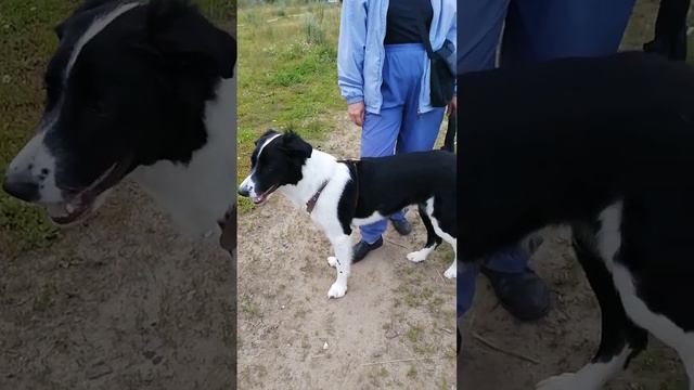 The Border Collie is the smartest breed in the world. смотреть онлайн