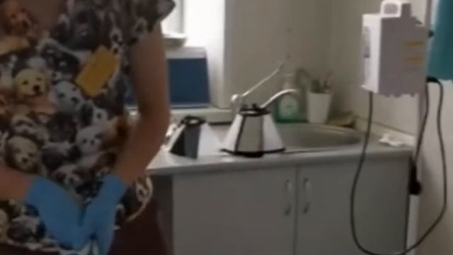Как удалить клеща с кожи у собаки и кошки? смотреть онлайн
