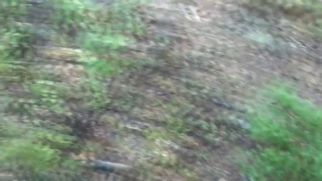 Метки медведя. Дорога домой. смотреть онлайн