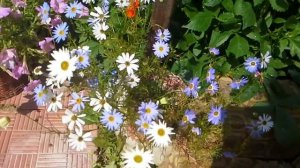 Цветок Брахикома "Лебединное озеро" обзор цветка. Что посеяла и что получилось