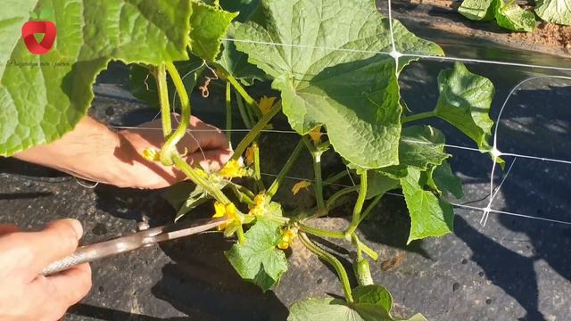 Kako oblikovati krastavac da bi imali zdrave biljke i plodove смотреть онлайн