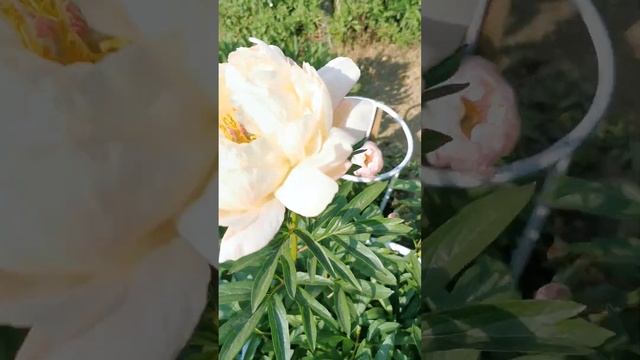 Пион Honey Gold, белый пион с зелено-жёлтым свечением. 2023 смотреть онлайн