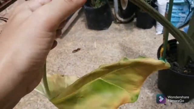 Spider Mites/ Kutu Lelabah/ Alocasia Enemy/ Musuh Alocasia/ Alocasia Sarian смотреть онлайн