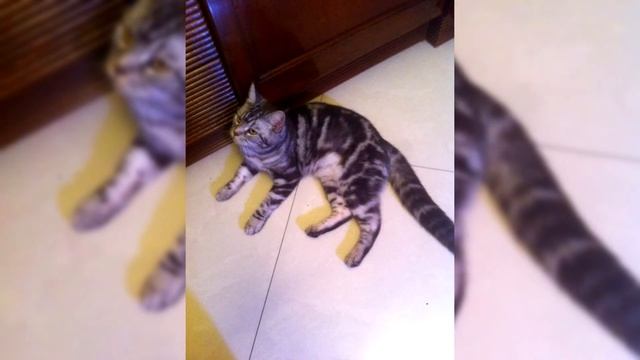 Американская жесткошёрстная кошка. Плюсы и минусы, Цена, Как выбрать, Факты, Уход, История смотреть онлайн