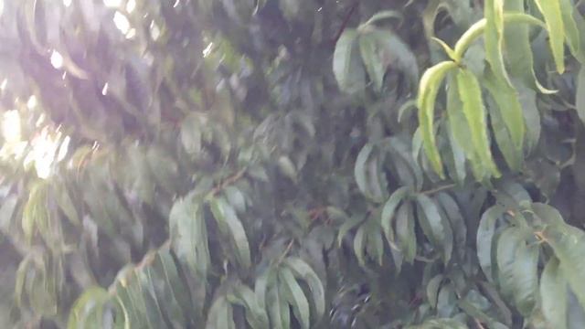 ПЕРСИКИ НА УРАЛЕ | САДОВОДСТВО | смотреть онлайн