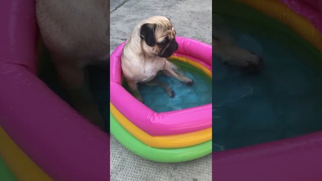 Arlo`s adventures смотреть онлайн