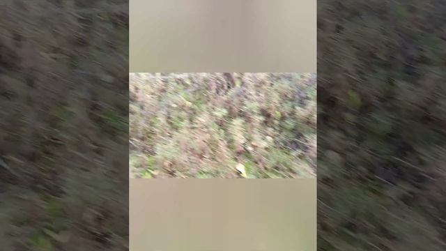 Грибы в Ленинградской области сентябрь 2023 #грибы #тихаяохота #многогрибов