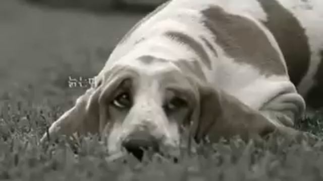 RENAULT SAMSUNG NEW SM5(8,30s) смотреть онлайн