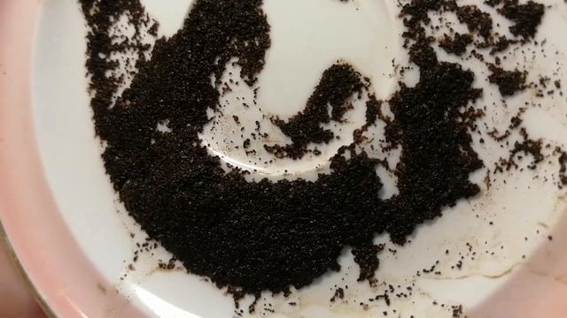 ☕ Гадание на кофейной гуще | Гадание онлайн | ДоброУтреннийПрогноз?? 24 октября 2022 г. смотреть онлайн