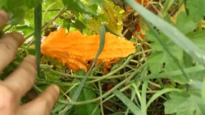 Момордика. Выращивание на огороде.