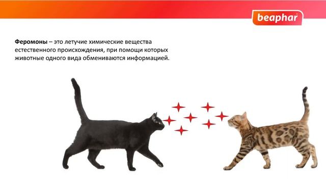 Феромонотерапия при стрессовых состояниях у животных смотреть онлайн