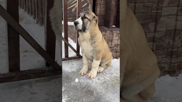 Алабай Таисия свободна к брони. Сезон 2024 #алабай #собака #щенкиалабая #dog смотреть онлайн