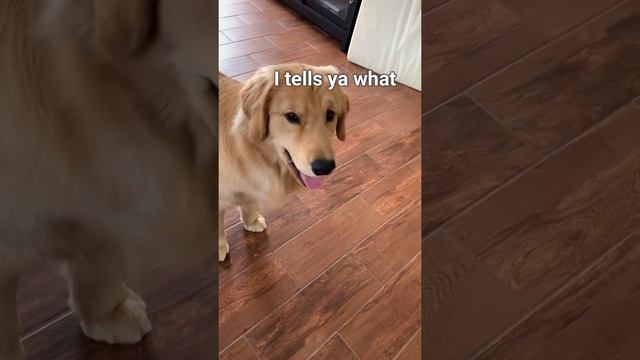 This is What Happens When My Dog Sees His Reflection - Puppy Vs. Mirror смотреть онлайн
