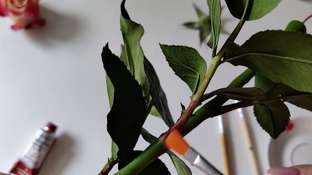 Мастер класс Роза из фоамирана и холодного фарфора, заключительная часть смотреть онлайн