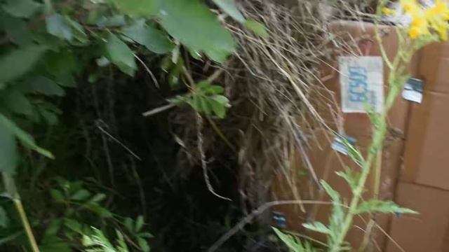 Адаптация карликовых,декоративных кроликов в дикой природе.) смотреть онлайн