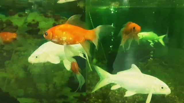 Biggest Tortoise Aquarium Setup video смотреть онлайн