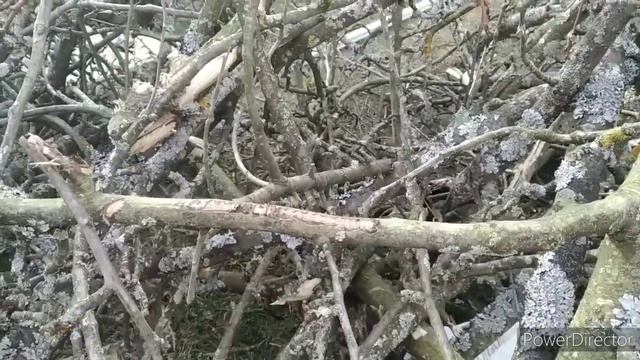 Лишайники/урок биологии 7класс про лишайники смотреть онлайн