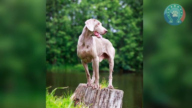 How to Decide if a Weimaraner is the Right Dog Breed for You💥 смотреть онлайн