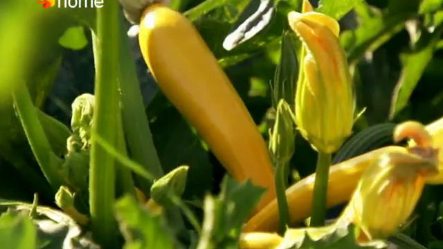 Monty Don: francia édenkertek смотреть онлайн