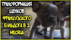 Трансформация щенков французского бульдога в 2 месяца
