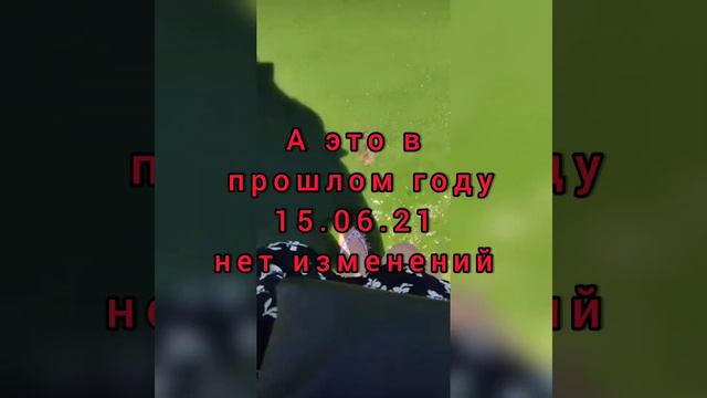 Таганрог купание запрещено грязная вода в Таганрогском заливе новости обзор смотреть онлайн