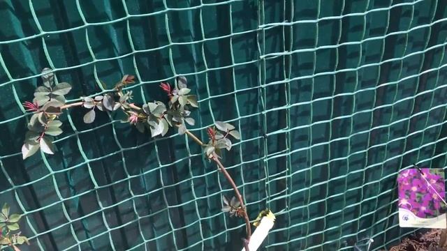 Посадила розы, прошлась по саду! Обзор цветущих тюльпанов! смотреть онлайн