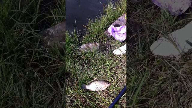 Мы на рыбалке . смотреть онлайн