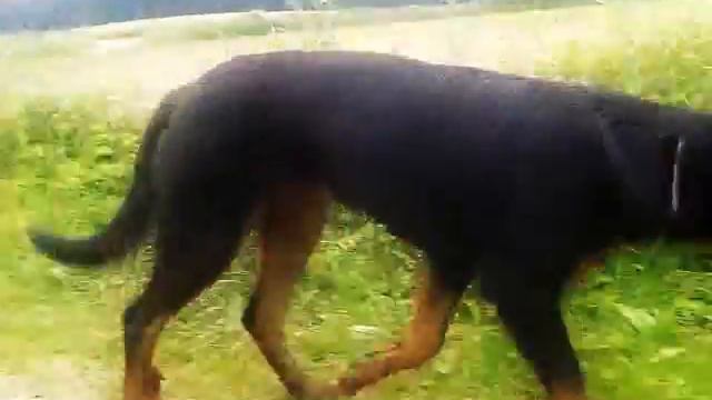 Beauceron- Brigitte Rose Psi Misteria 6,5m смотреть онлайн