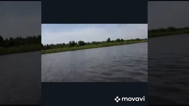 ЛОСИ ПЕРЕПЛЫВАЮТ РЕКУ смотреть онлайн