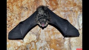 Летучая мышь залетела в квартиру. Что делать?