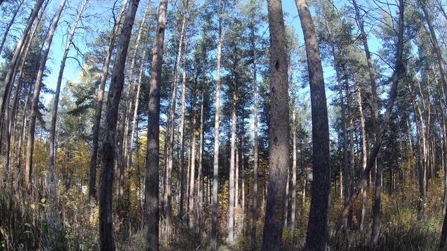 Осень 4К смотреть онлайн