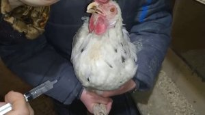 Что делать если забился зоб и кишечник курицы как спасти. Проверено годами. Наелась пенопласта.