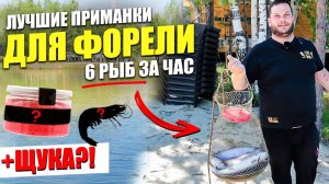 На что ловить ФОРЕЛЬ на платниках. Приманки и снасти для форели. КАК ЛОВИТЬ форель на платном пруду?