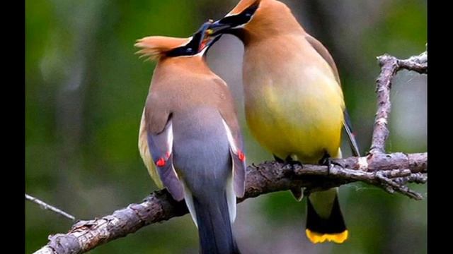 Откровение - Музыка и исполнение А.Росса, стихи и монтаж Ирины Прекрасной смотреть онлайн