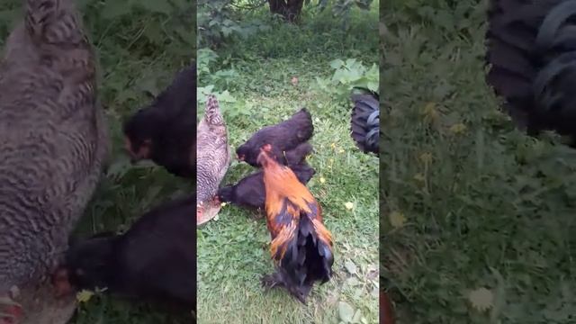 Павловские петушки. смотреть онлайн