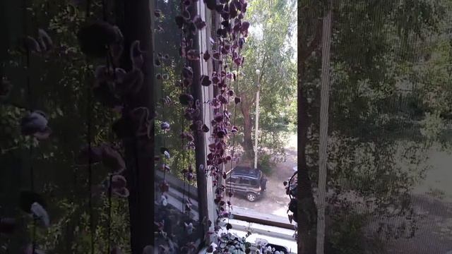 Релакс.... звуки природы и любимая церопегия вуду) смотреть онлайн