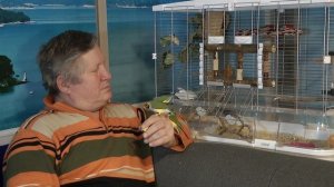 ГОЛУБАЯ КАНАРЕЙКА-(Blue Canary) играет СЕДОЙ БАЯНИСТ