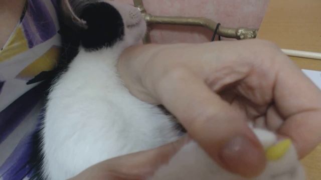 Как подобрать размер антицарапок | Сравнение S M L | Видео часть 1 смотреть онлайн