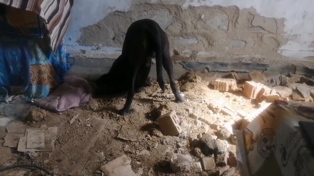 ЕЙСК. ДАЧИ ? МЫ НАШЛИ КЛАД! ЧУЧЕЛО ОГОРОДНОЕ. КУПАЕМСЯ! ВОДА КЛАСС!!! смотреть онлайн