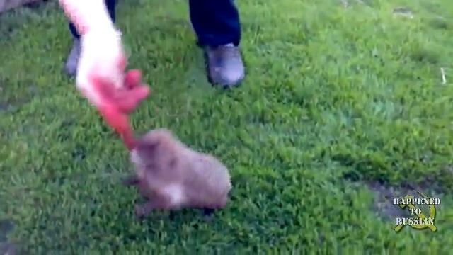 The Hedgehog Bit My Finger! (Злой ёж) смотреть онлайн