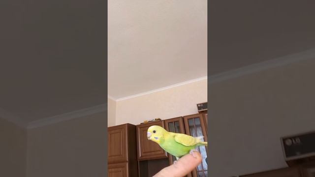Волнистый попугай Яша))) смотреть онлайн