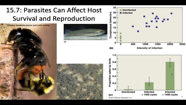 BL 232: Week 10 CH 15: Parasitism & Mutualism смотреть онлайн
