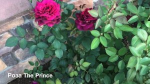 Розы . Все о розах Дэвида Остина: Juliet, The Prince ,L D Braithwaite.